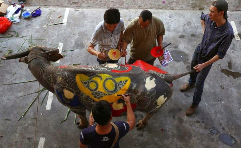 Concurso de pintura de bfalos na China 05