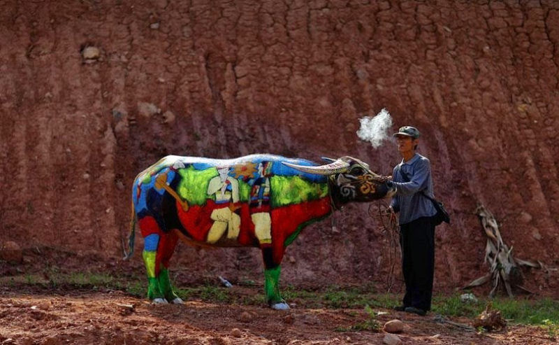 Concurso de pintura de bfalos na China 06