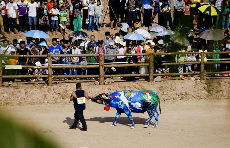 Concurso de pintura de bfalos na China 09