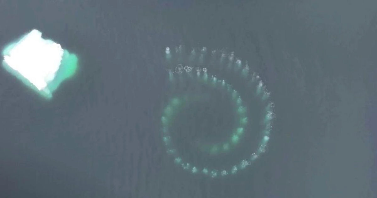 Imagens de drone capturam baleias-jubarte criando impressionantes espirais de Fibonacci na gua