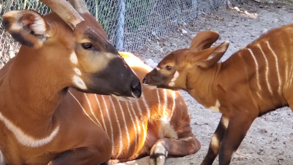 Nasce um bongo-oriental em um zoológico da Flórida