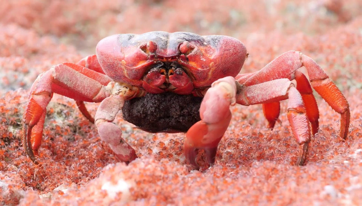 Caranguejos vermelhos da Ilha Christmas n�o conseguem evitar comer seus pr�prios filhotes