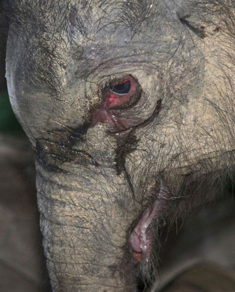 Filhote de elefante chora descontroladamente, depois de ser rejeitado pela me