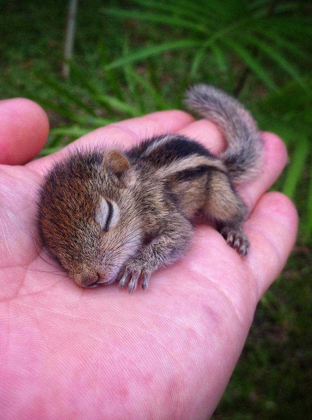 Filhote de esquilo abandonado dorme em qualquer lugar 04