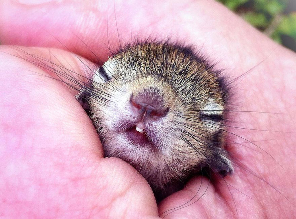 Filhote de esquilo abandonado dorme em qualquer lugar 11