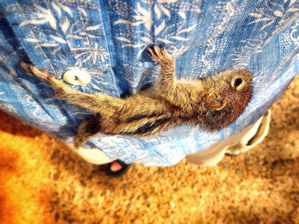 Filhote de esquilo abandonado dorme em qualquer lugar 12