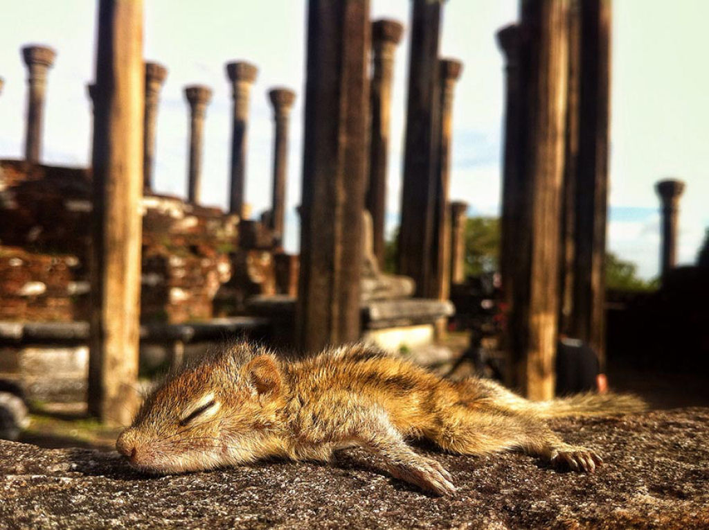Filhote de esquilo abandonado dorme em qualquer lugar 13