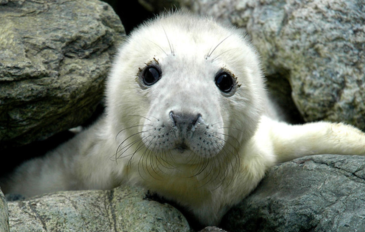 Os filhotes de foca cinzenta em uma reserva natural na Noruega