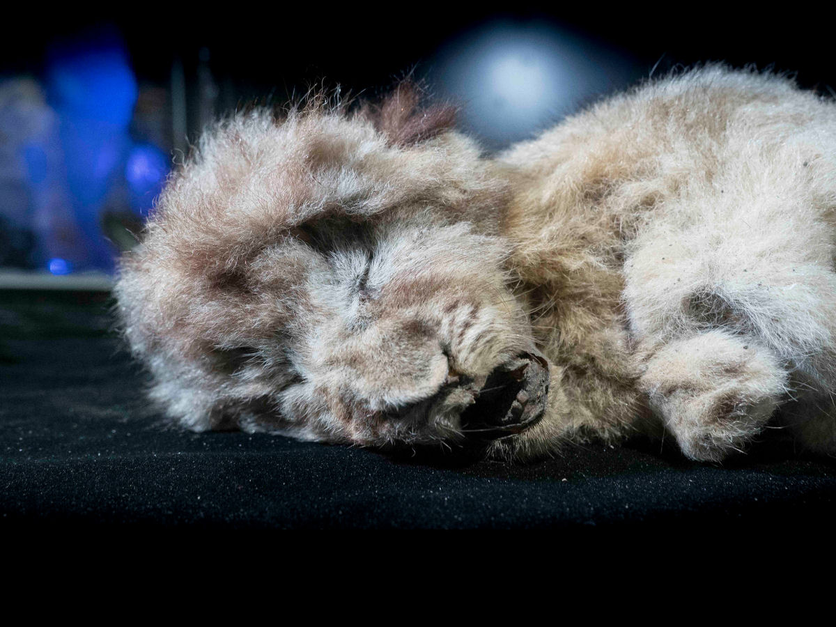 Mais dois filhotes de leão-da-caverna congelados foram encontrados na Sibéria