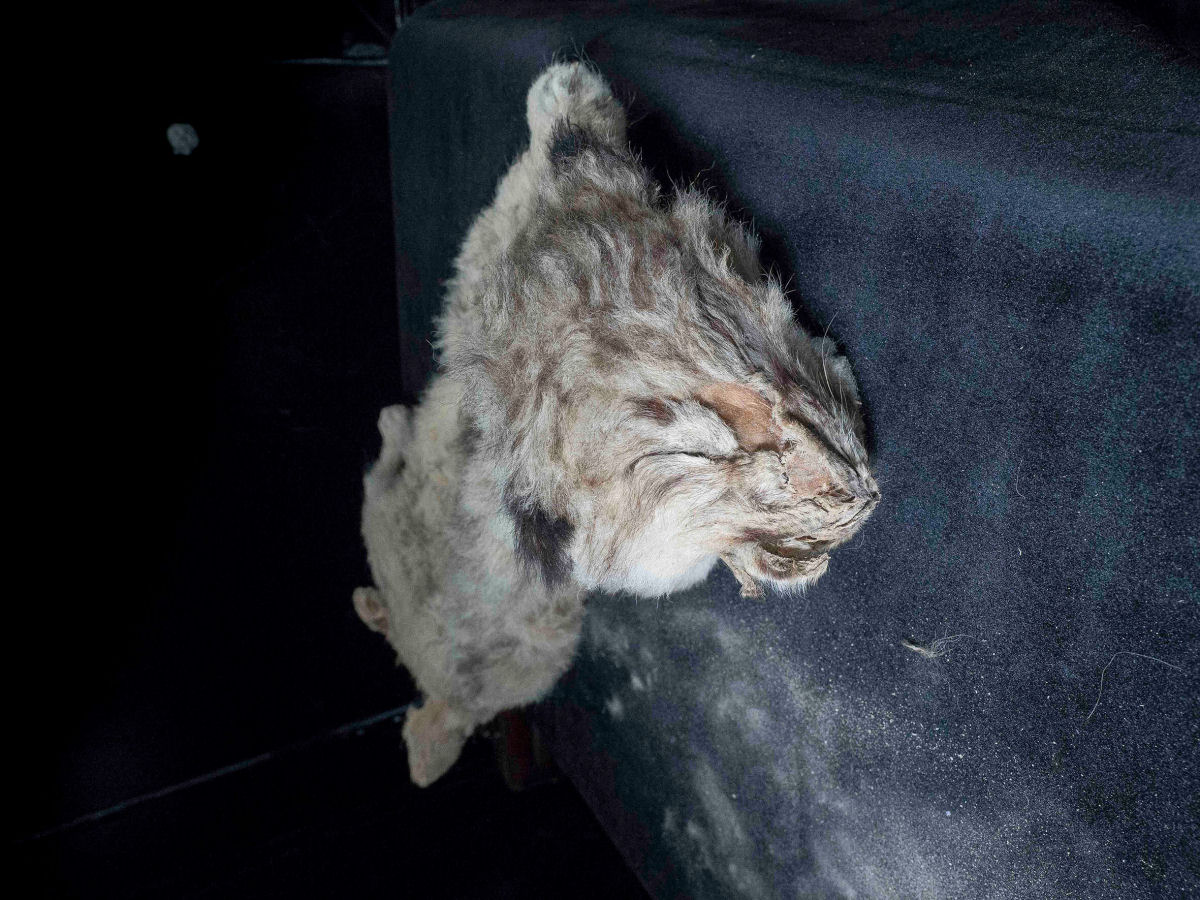 Mais dois filhotes de leão-da-caverna congelados foram encontrados na Sibéria