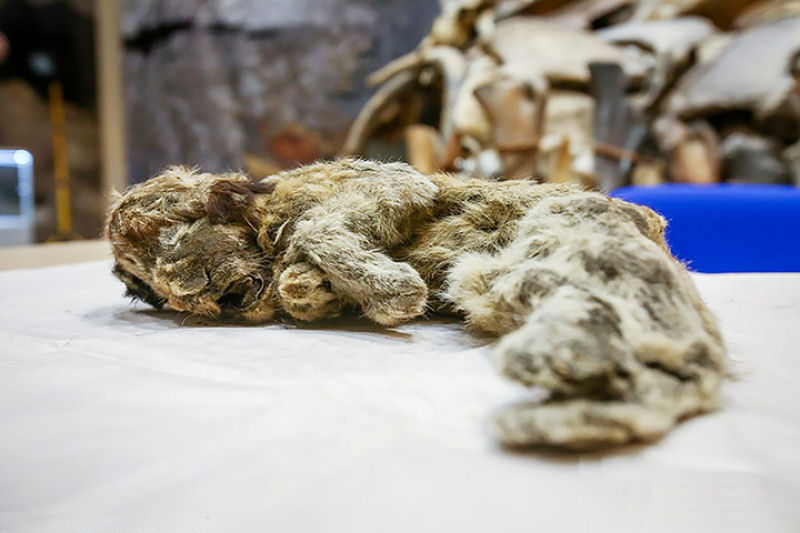 Encontram na Sibria uma cabea de lobo gigante da Idade do Gelo incrivelmente preservada