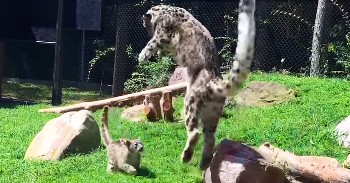 Leoparda-das-neves finge estar com medo quando seu filhote pratica furtivamente com ela