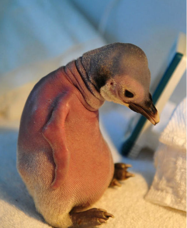 A história triste com final feliz do pinguim careca