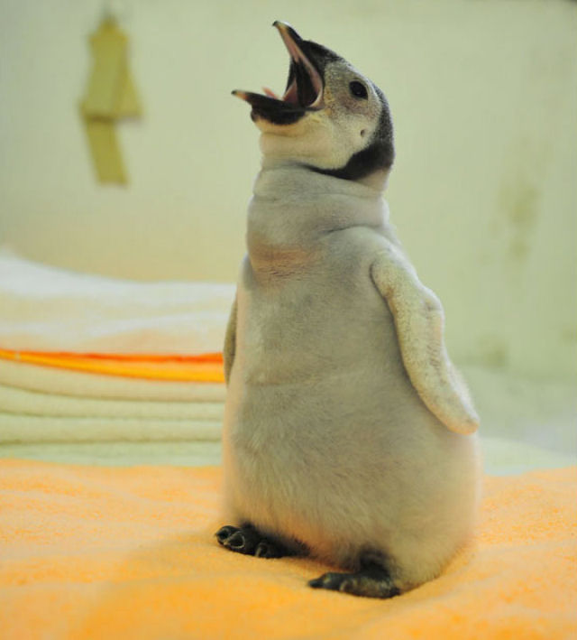 A história triste com final feliz do pinguim careca