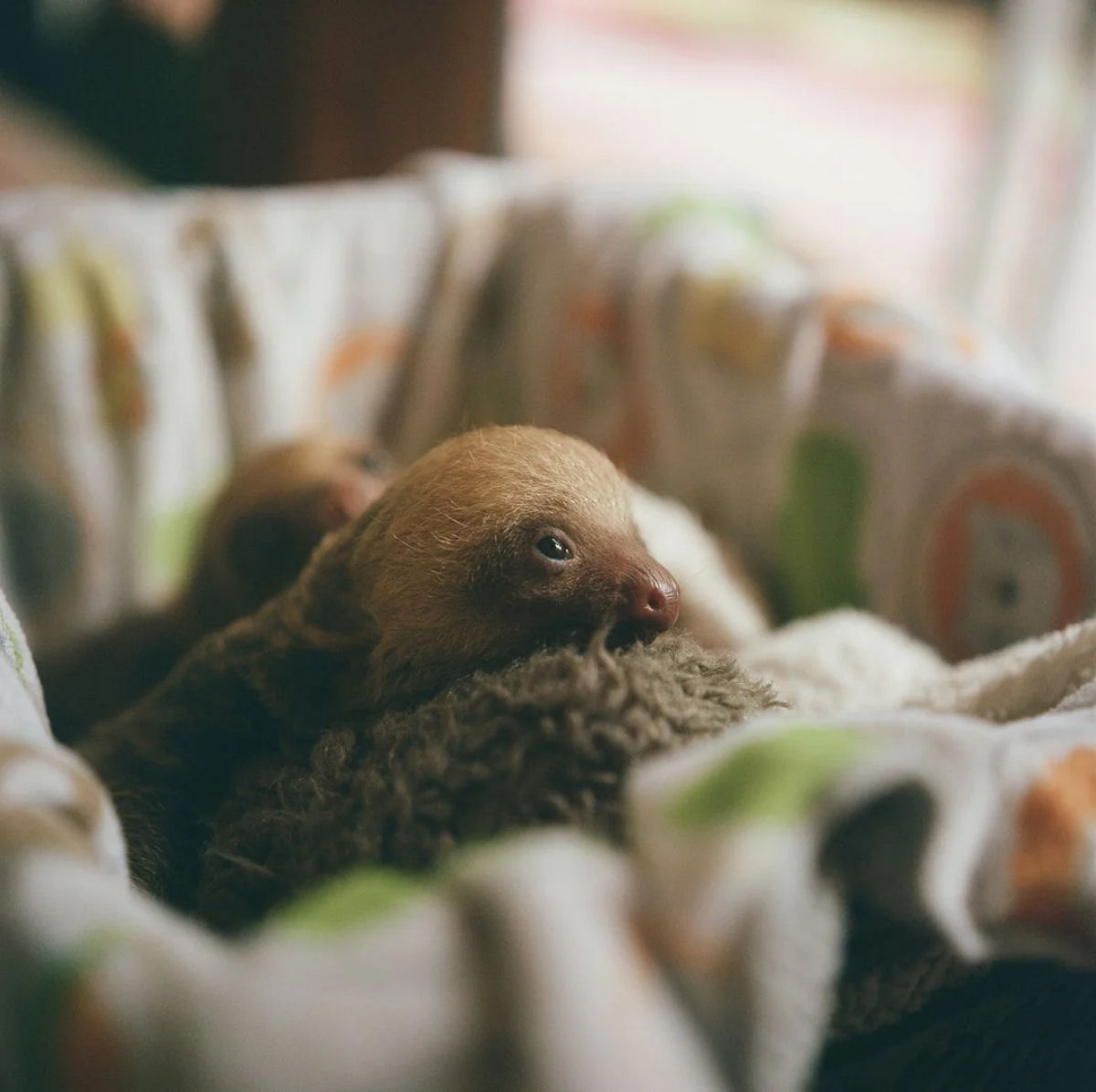 Bebês preguiças são tão fofos quanto você esperaria