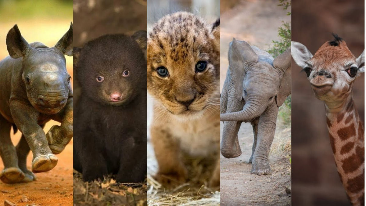 Oito minutos adoráveis de filhotes de animais selvagens