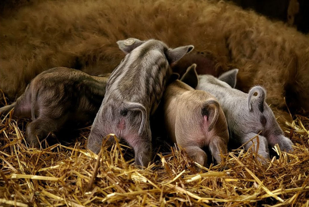 Filhotes de porcos rústicos nascem no meio do mato