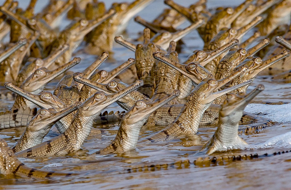 Mais de 100 filhotes de crocodilo encontram refúgio nas costas do pai no rio Chambal, na Índia