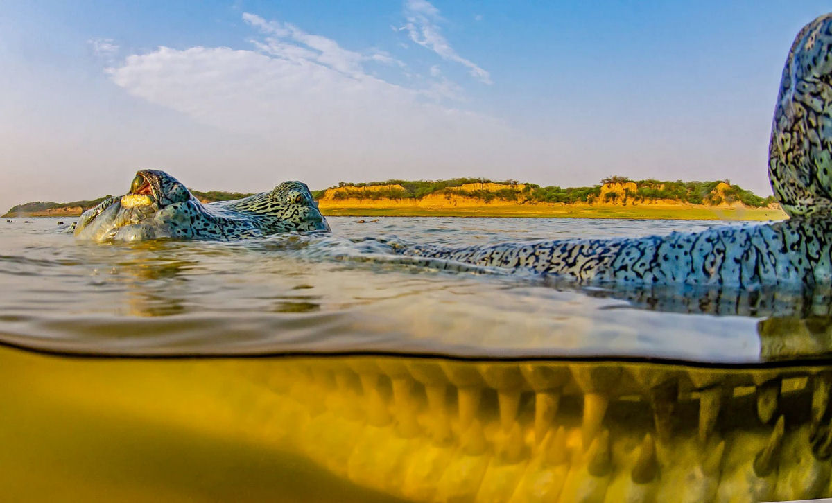 Mais de 100 filhotes de crocodilo encontram refúgio nas costas do pai no rio Chambal, na Índia