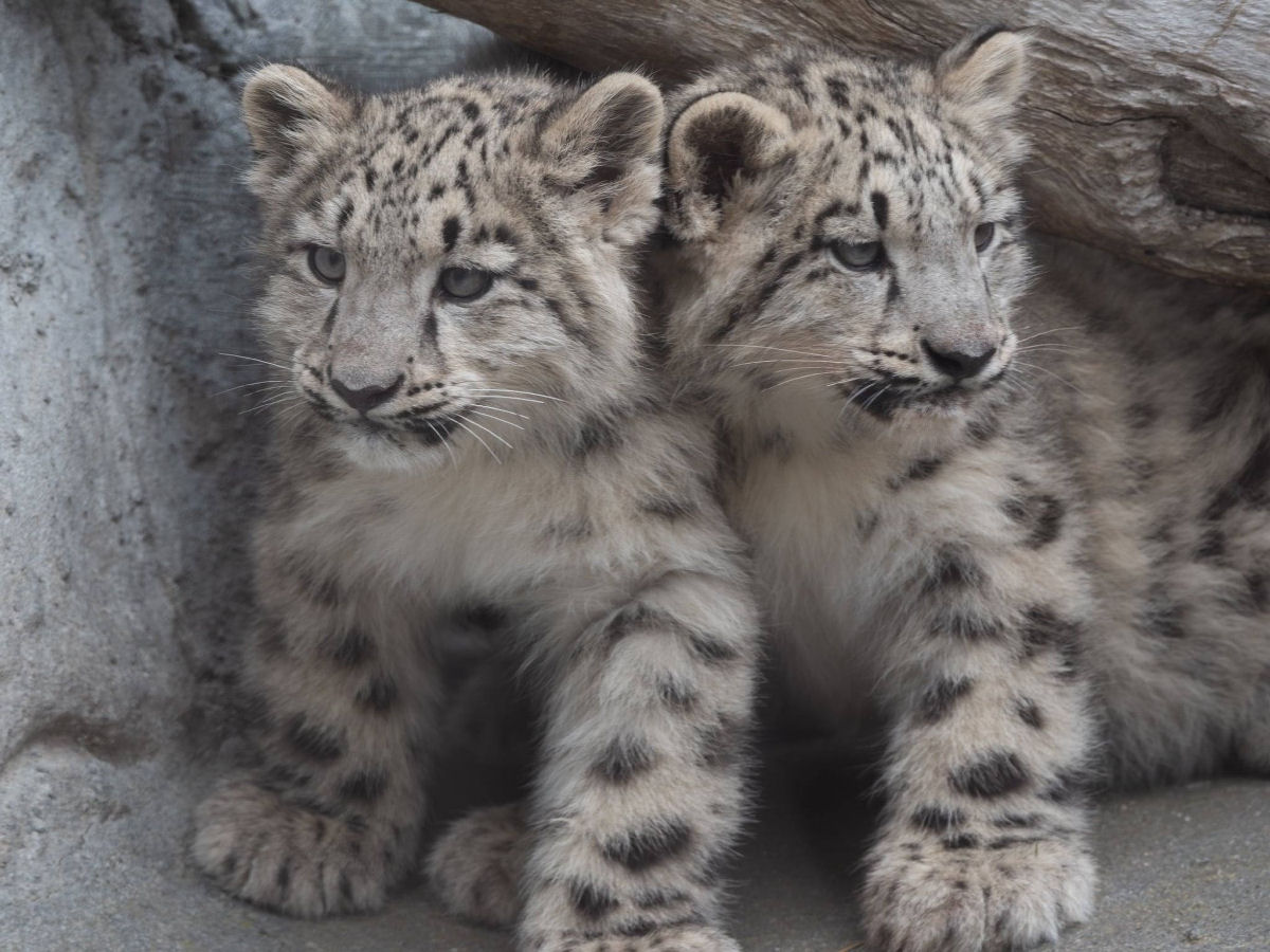 Filhotes adoráveis de leopardo-das-neves saem de sua toca pela primeira vez no zooo de Melbourne
