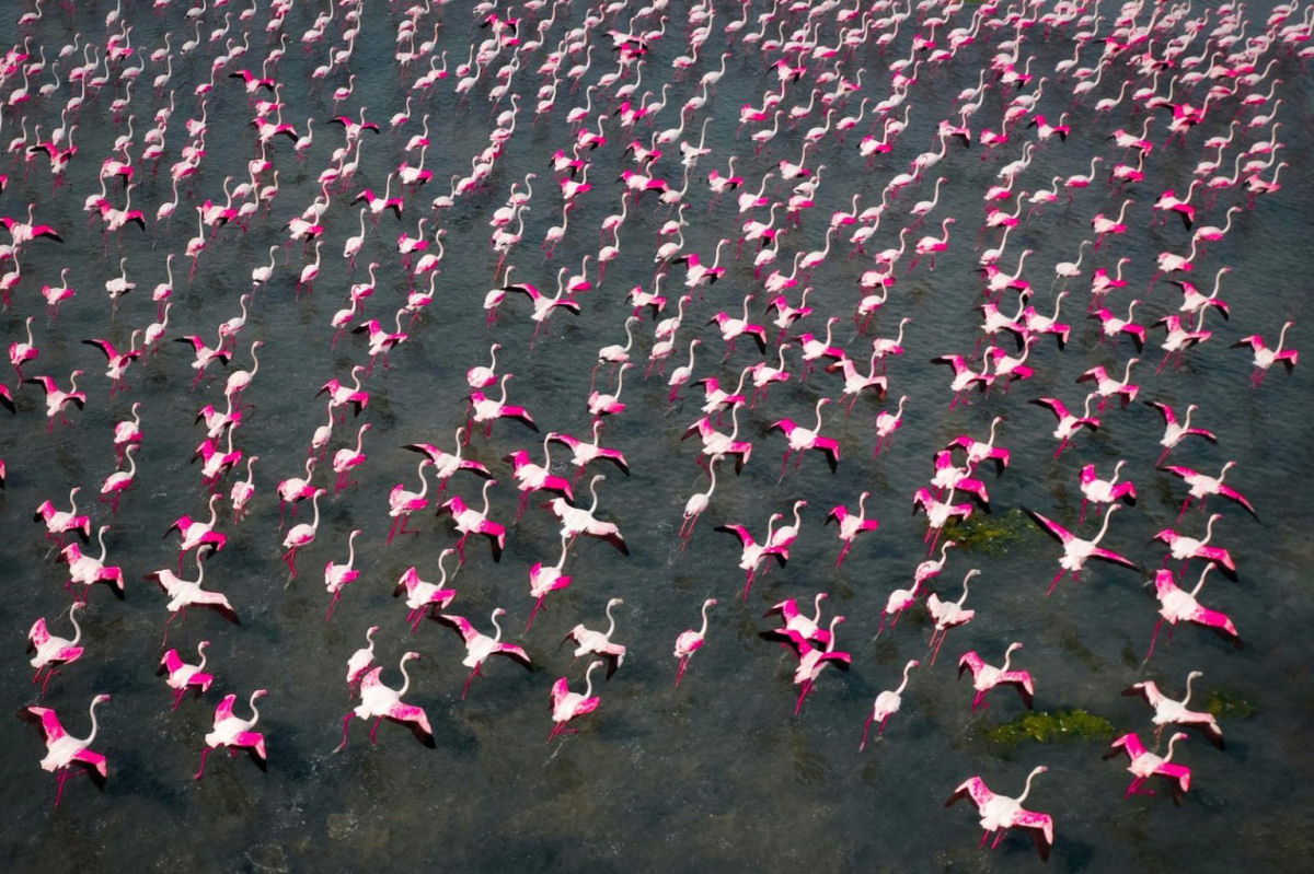 A migrao anual de flamingos que transforma o lago Publicat da ndia em um espetculo vicejante