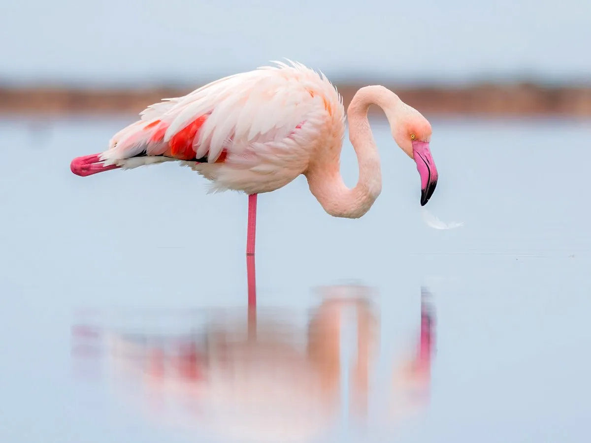 Por que os flamingos ficam em uma perna s