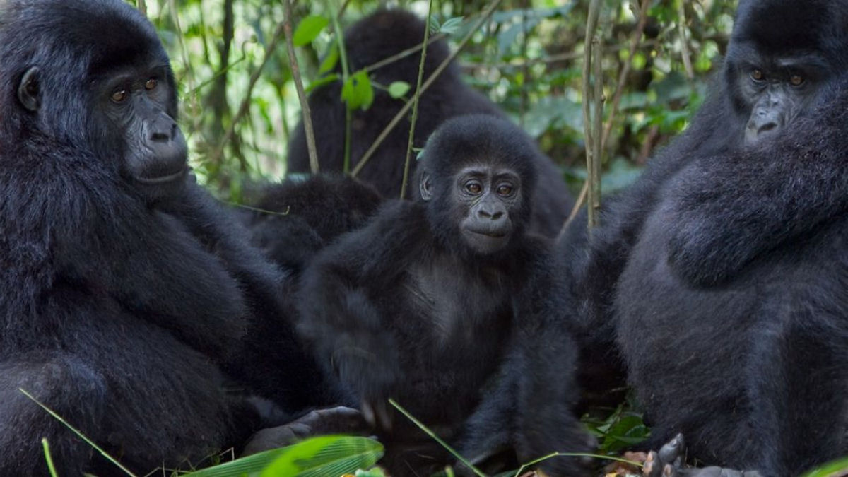  verdade que os gorilas ficam permanentemente flatulentos?