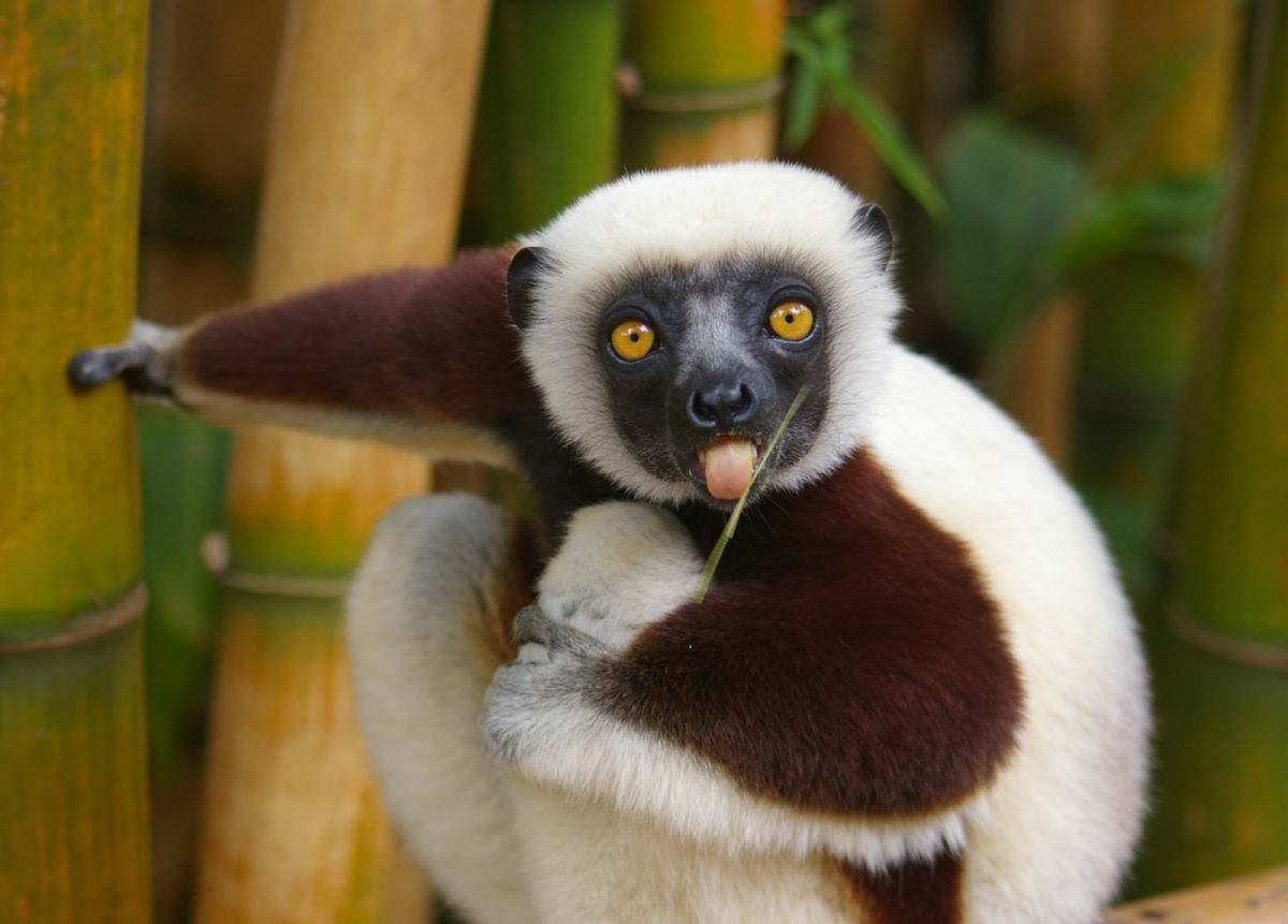 Madagascar, um mundo  parte
