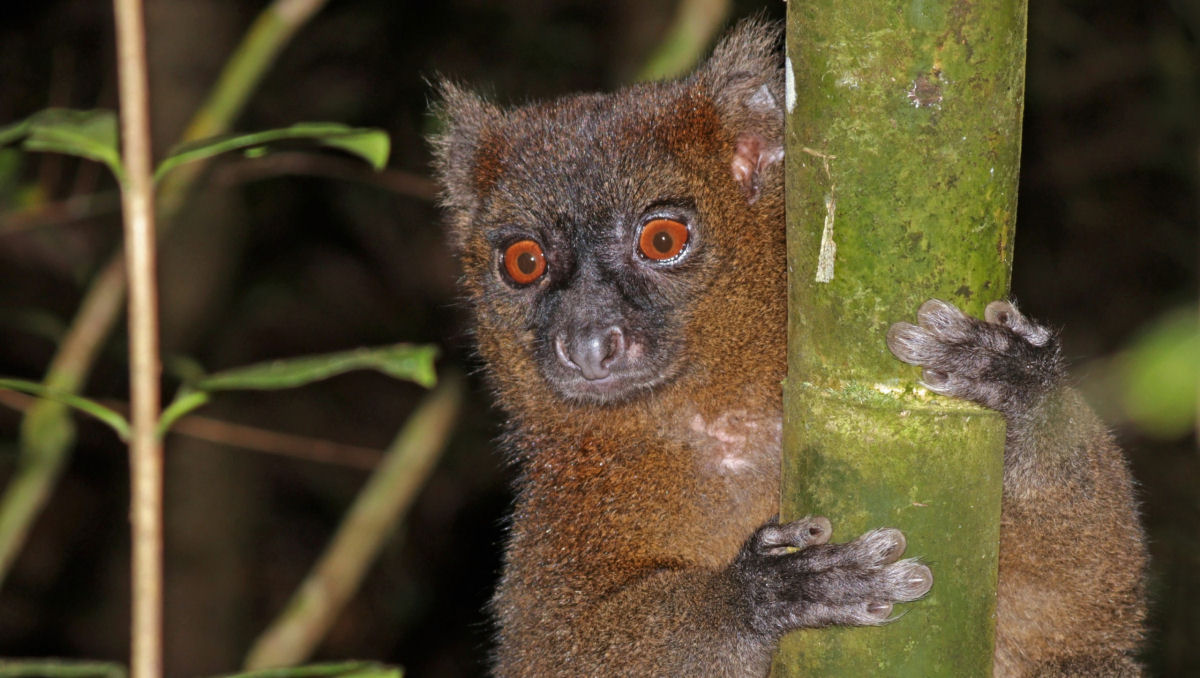 Madagascar, um mundo  parte