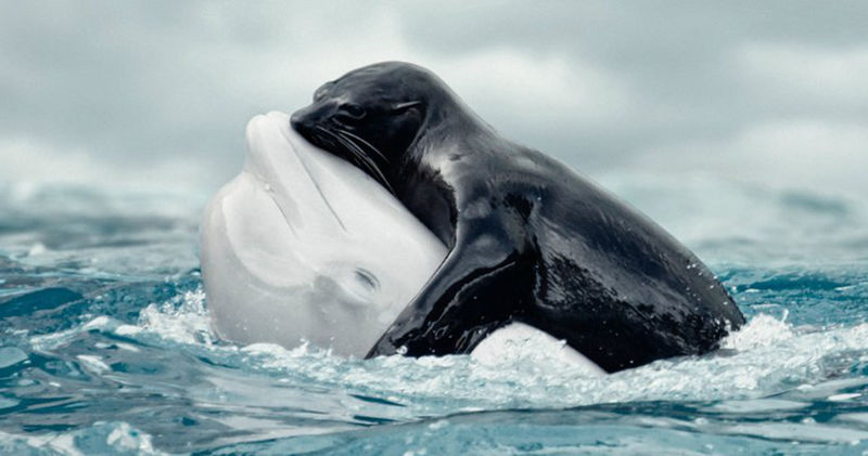 Esta foto viral de uma foca abraando uma beluga  falsa