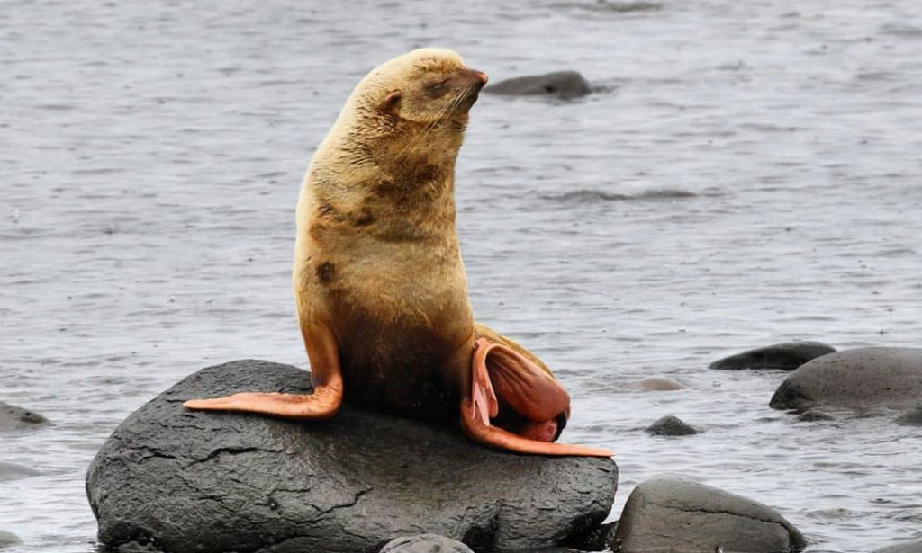 Provavelmente essa foca albina vai ter que ser resgatada por biólogos