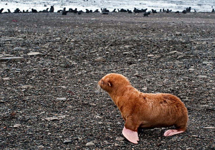 Uma pequena foca  recusada por sua manada, por ser ruiva