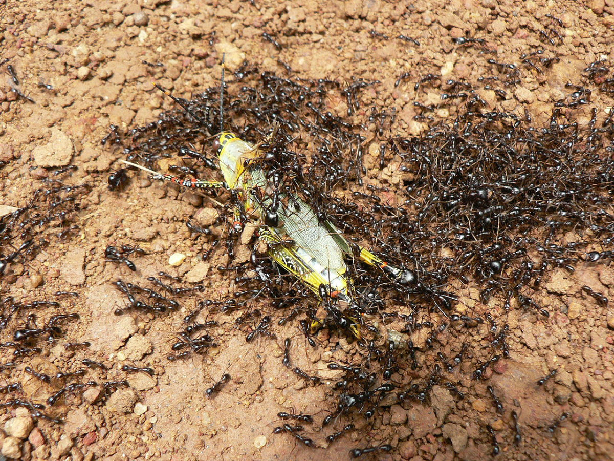 A feroz guerra contnua que as formigas-correio travam h milhes de anos