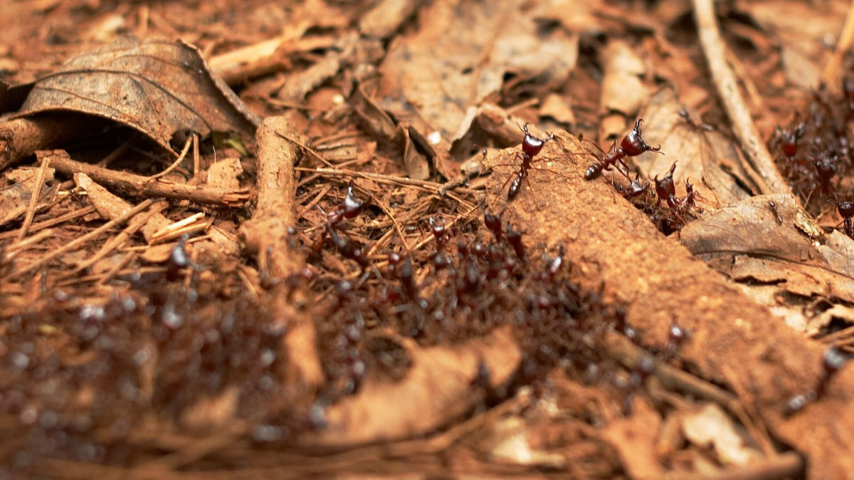 A feroz guerra contnua que as formigas-correio travam h milhes de anos