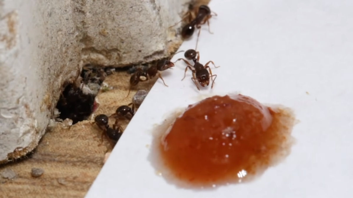 Qual a reação das formigas ao experimentar molho de pimenta?