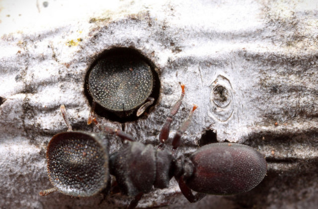 Formigas que usam a cabea como porta