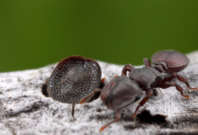 Formigas que usam a cabea como porta