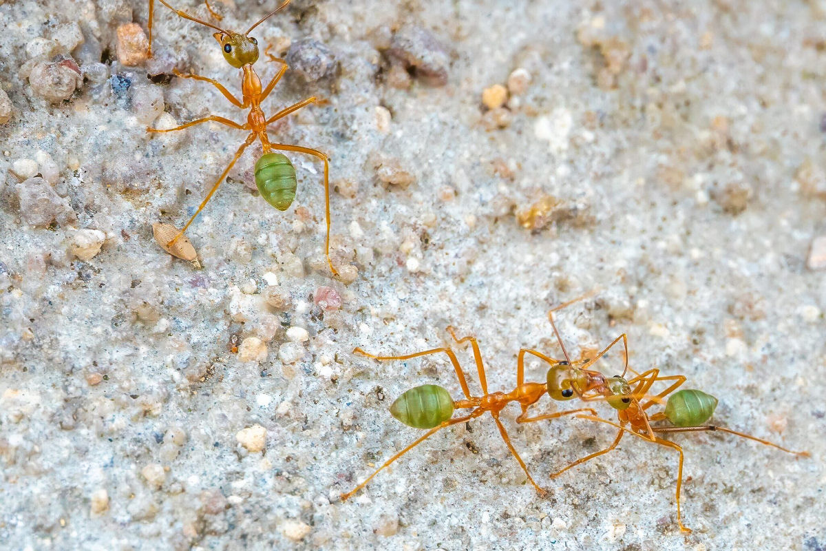 Formigas-verdes: o superorganismo ácido da Austrália