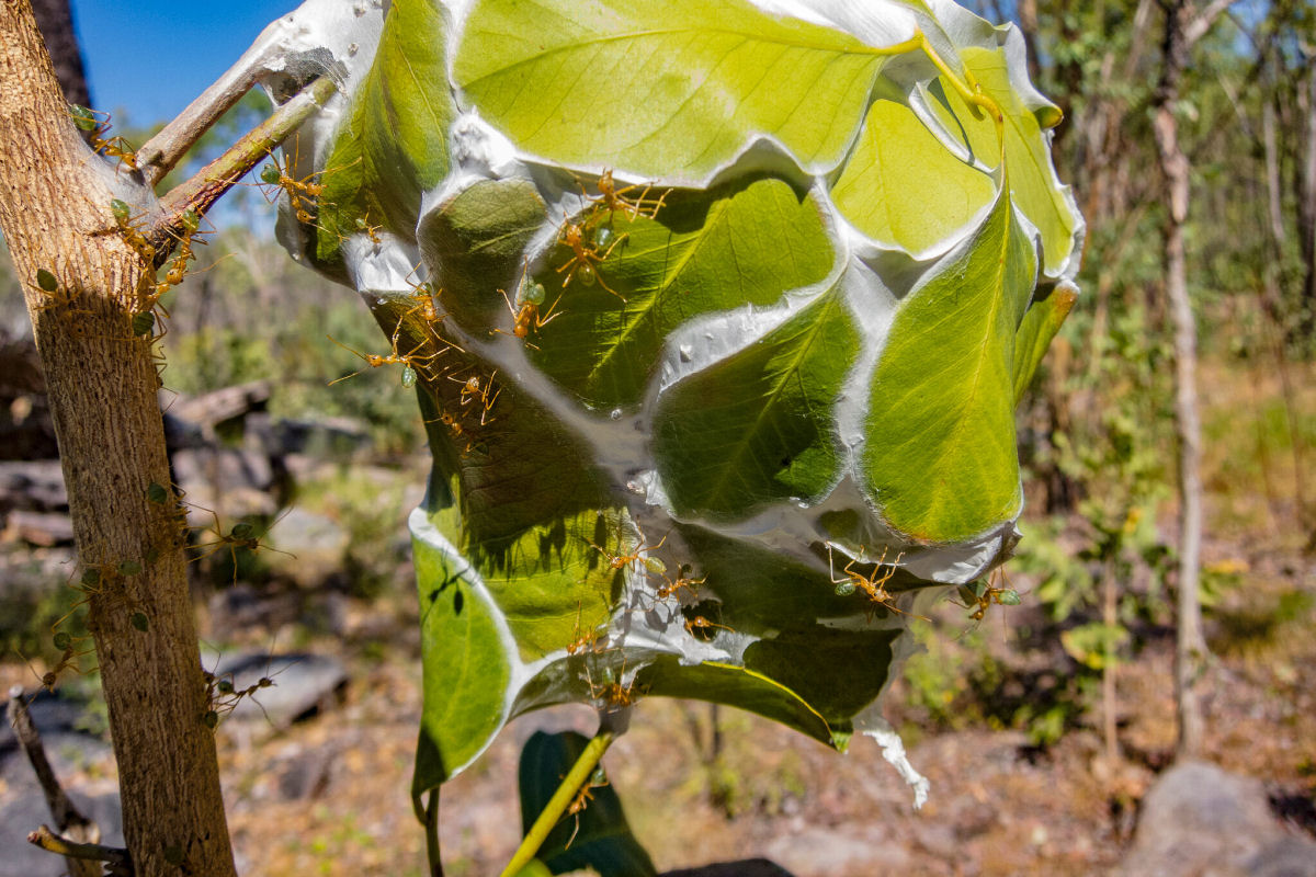 Formigas-verdes: o superorganismo ácido da Austrália