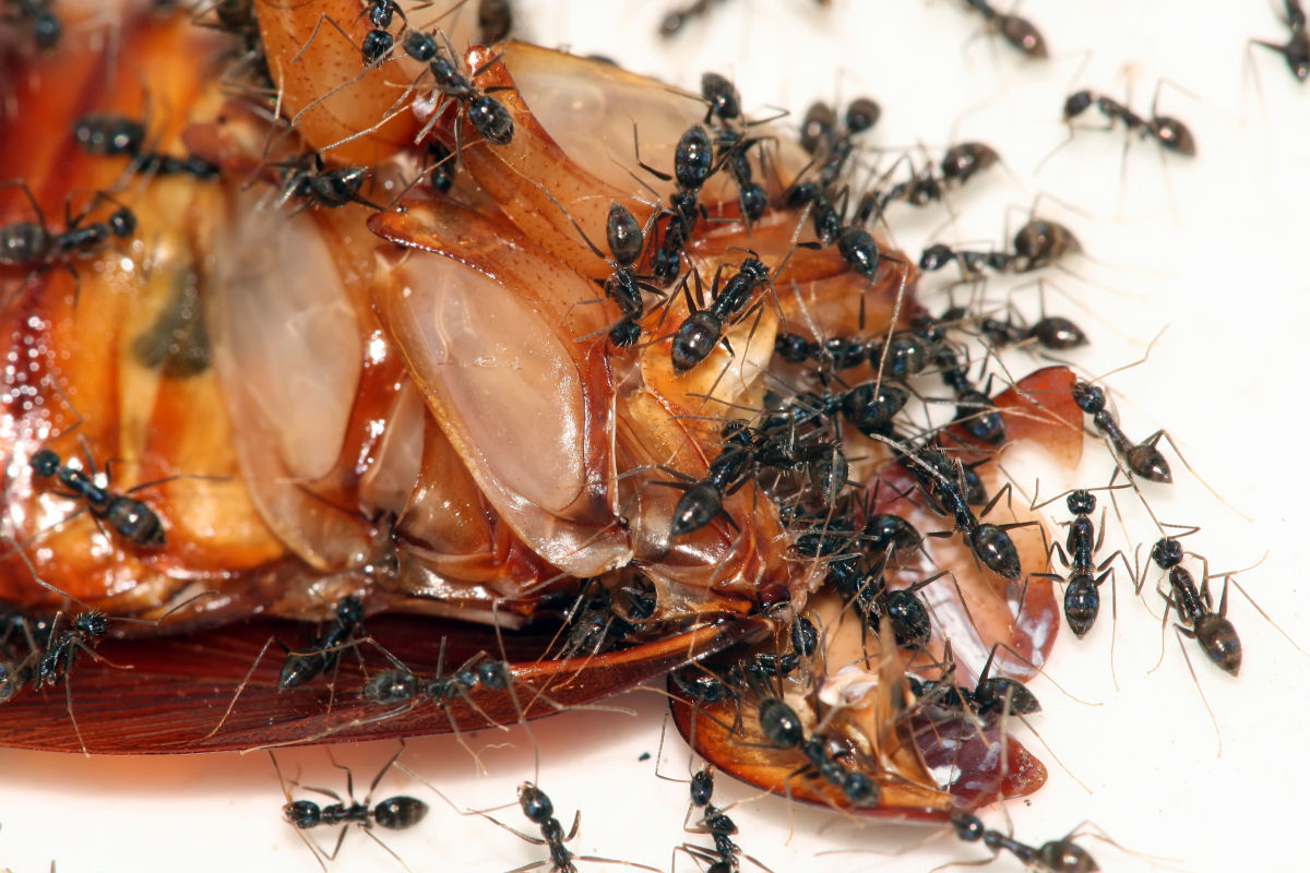  possvel controlar infestaes de bartas com formigas?