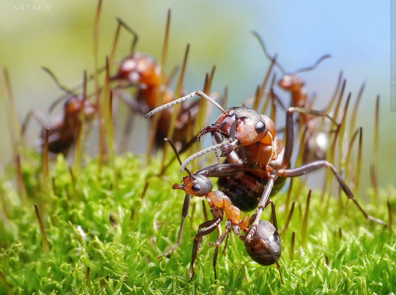 O fabuloso mundo das formigas de Andrei Pavlov 02