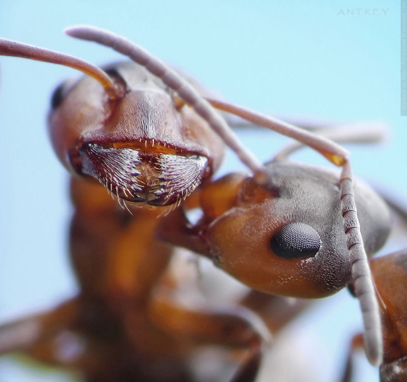 O fabuloso mundo das formigas de Andrei Pavlov 03