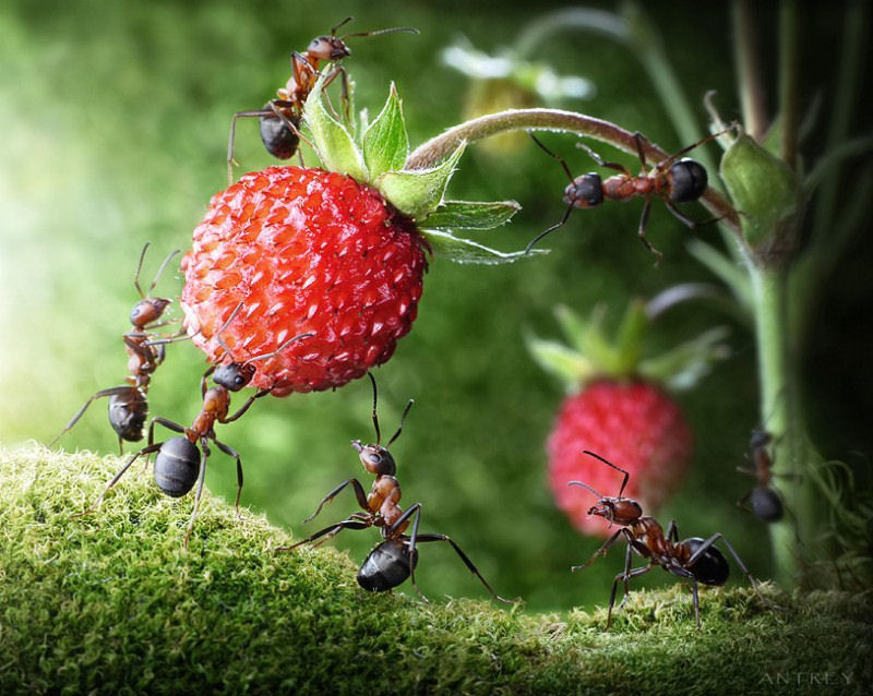 O fabuloso mundo das formigas de Andrei Pavlov 05