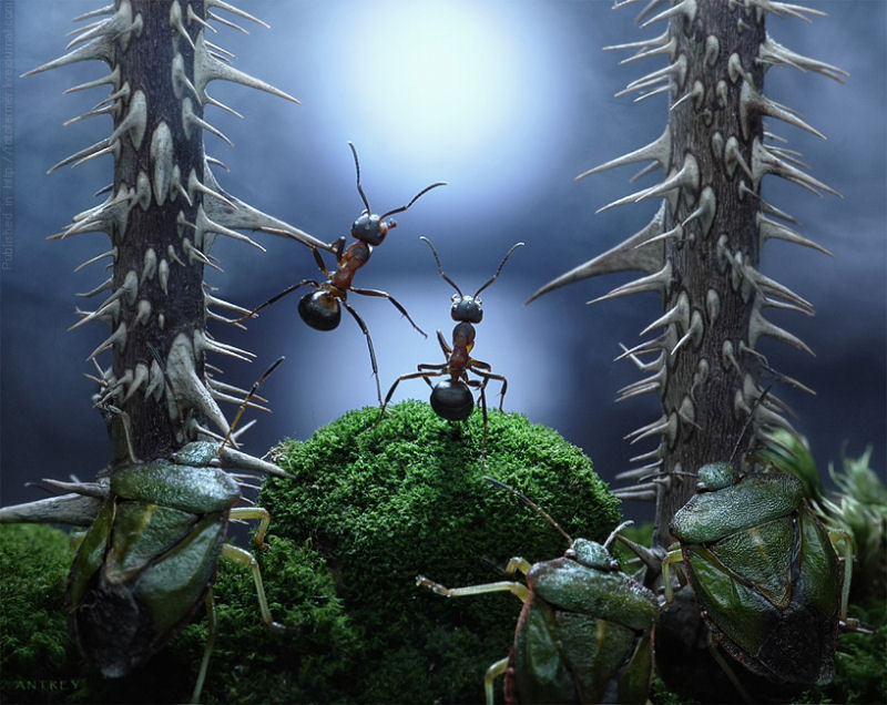 O fabuloso mundo das formigas de Andrei Pavlov 06