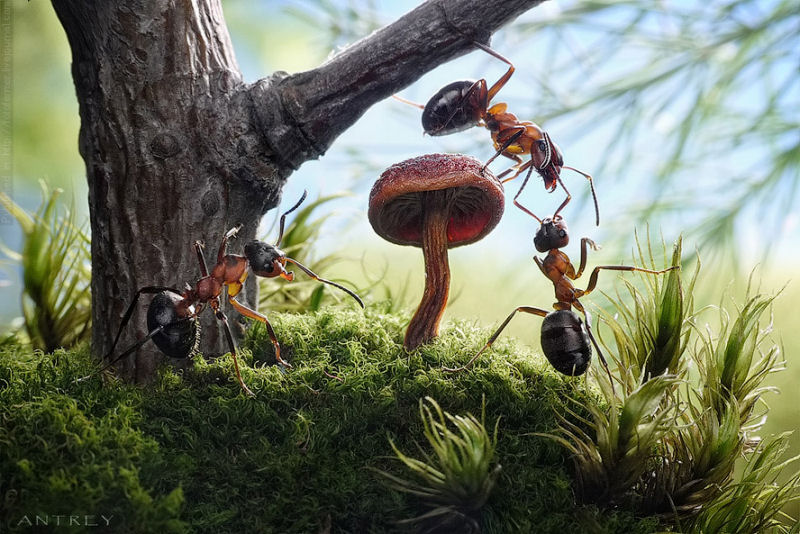 O fabuloso mundo das formigas de Andrei Pavlov 08