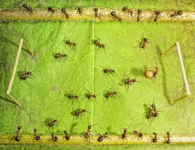 O fabuloso mundo das formigas de Andrei Pavlov 09