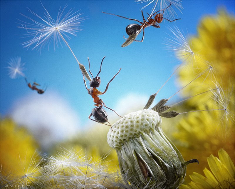 O fabuloso mundo das formigas de Andrei Pavlov 10