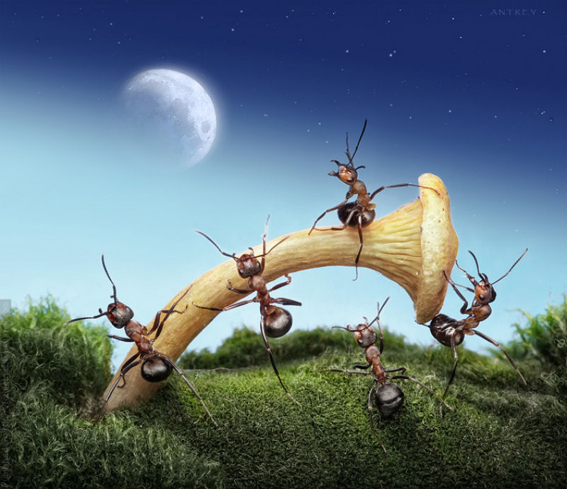 O fabuloso mundo das formigas de Andrei Pavlov 11