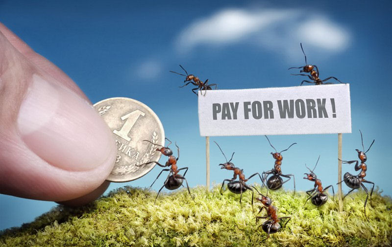 O fabuloso mundo das formigas de Andrei Pavlov 13