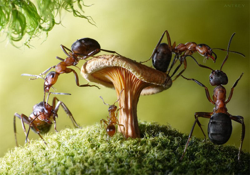 O fabuloso mundo das formigas de Andrei Pavlov 15